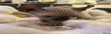 Sphynx 3