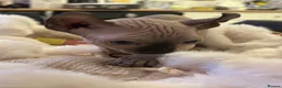 Sphynx cats for sale: Five beautiful girls for sale  in Warrington - Advert 9