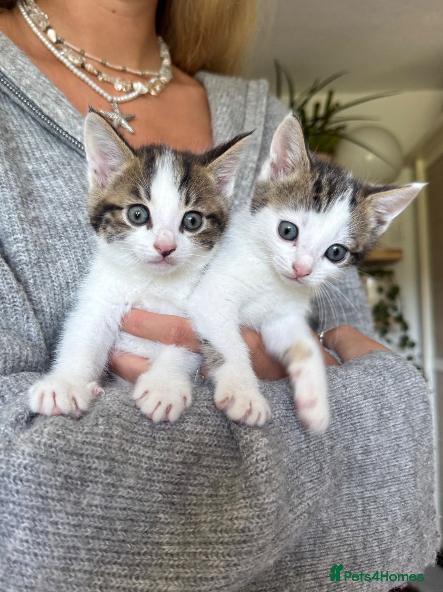 Mixed Breed cats Gorgeous British shorthair cross kittens  - Advert 1