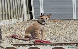 Mixed Breed dogs for sale: 6 month old male bred from working stock. - Image 4