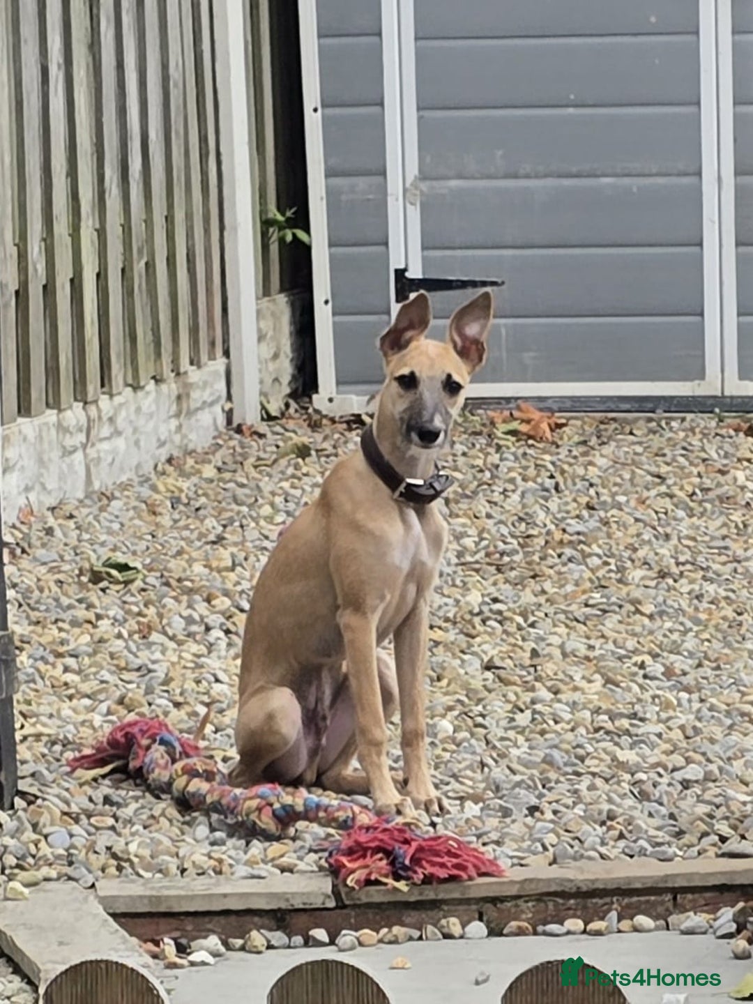 Mixed Breed dogs for sale: 6 month old male bred from working stock. - Image 4