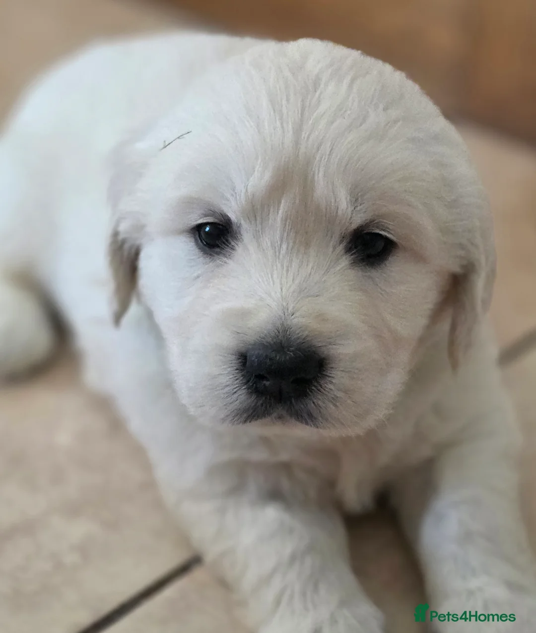 Golden Retriever dogs for sale: Palest Cream KC registered puppies for sale - Advert 2