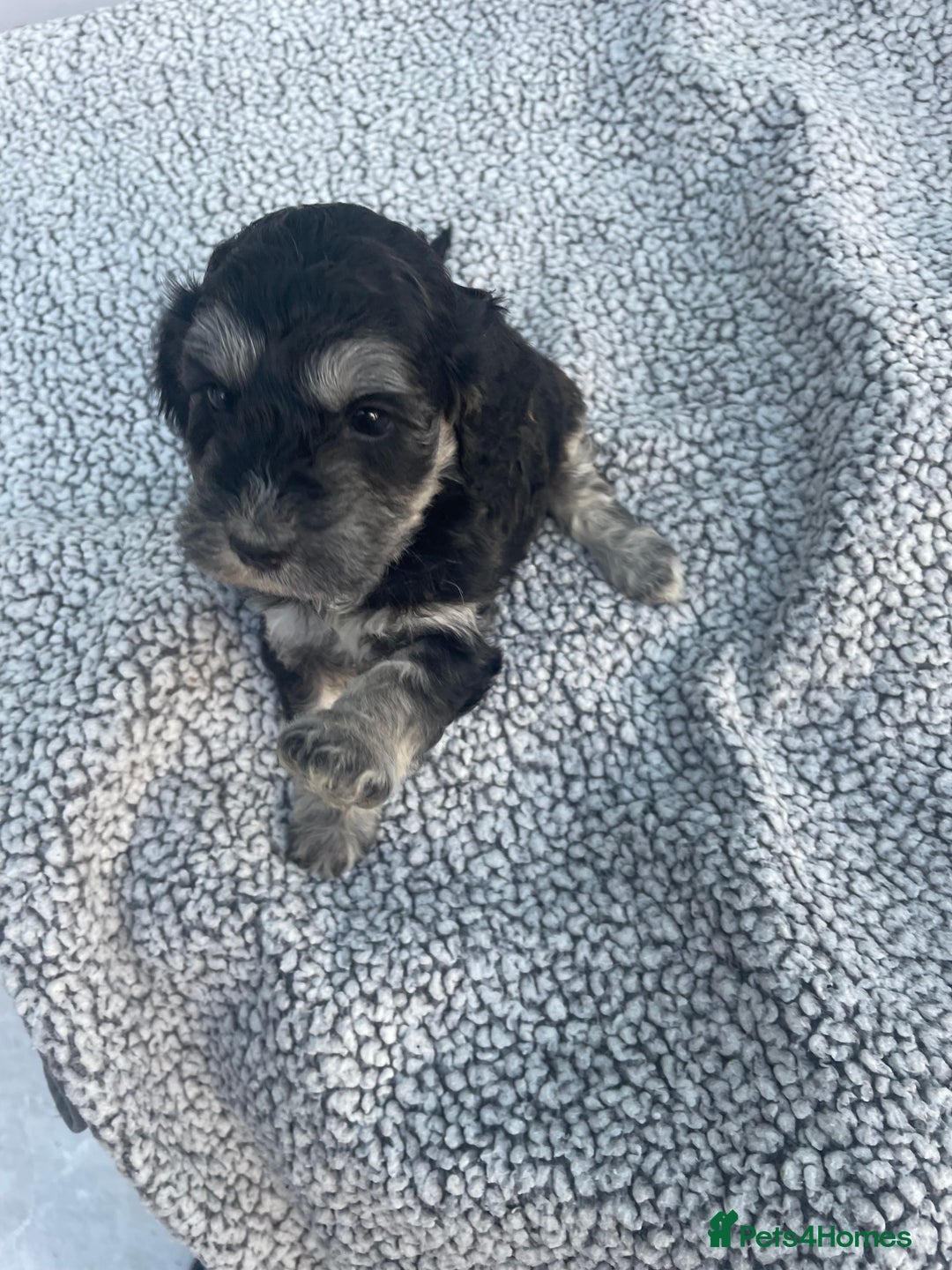 Cockapoo dogs for sale: Ready now! Cockapoo puppies F1 3 girls 2 boys - Image 21