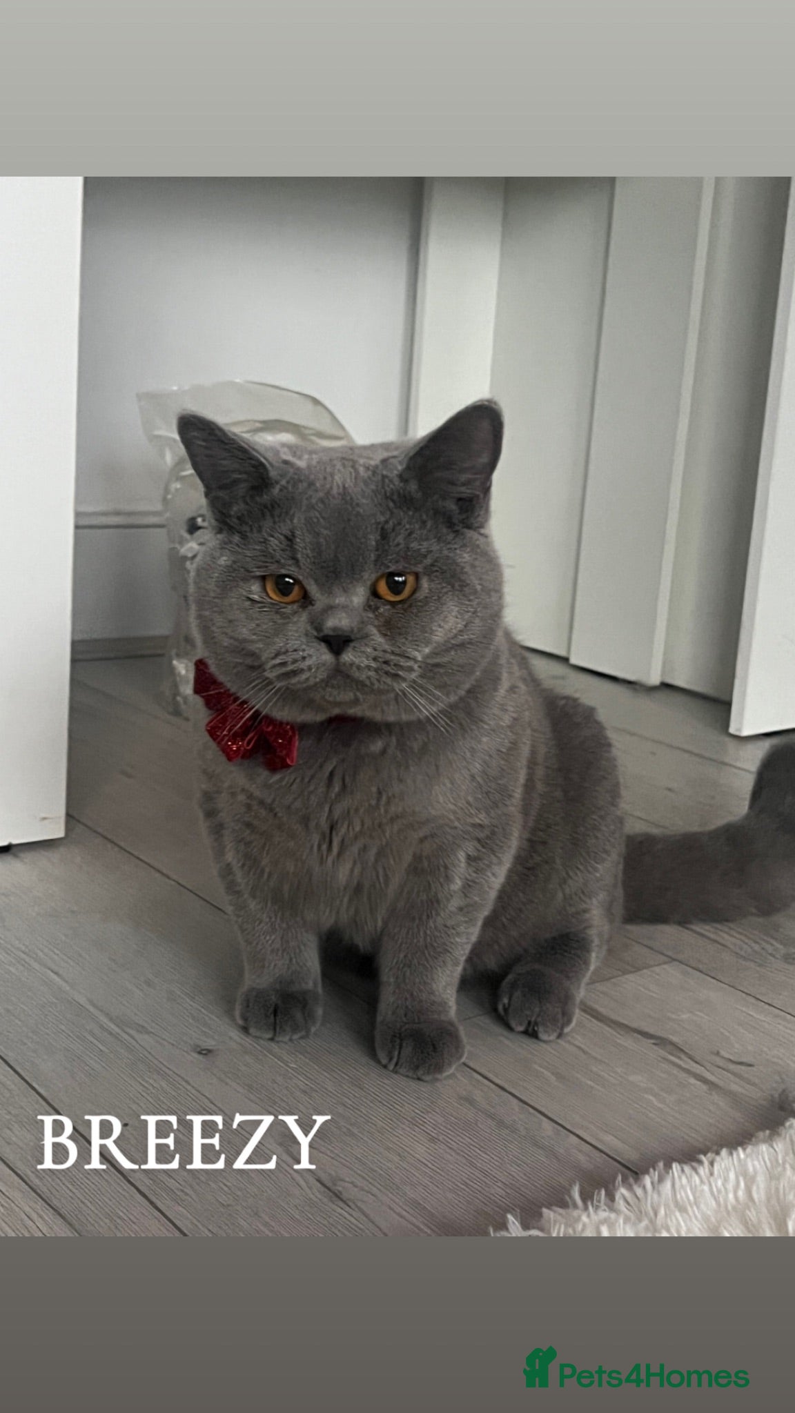 British Shorthair cats 3 stunning cats for sale - Advert 12