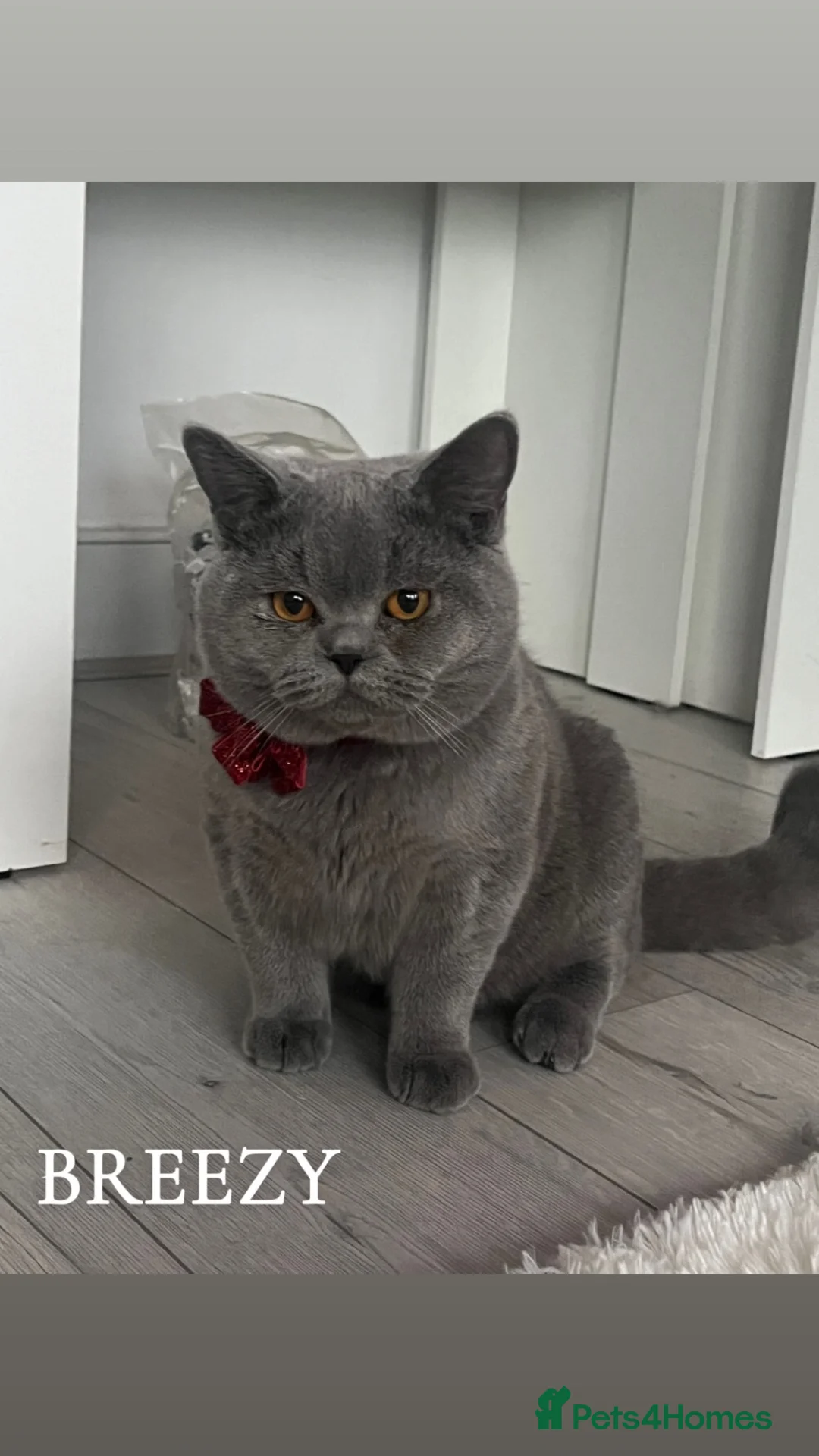 British Shorthair cats for sale: 3 stunning cats for sale - Advert 1