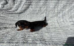 Dachshund dogs for sale: Dachshund puppies available for rehoming. - Image 4