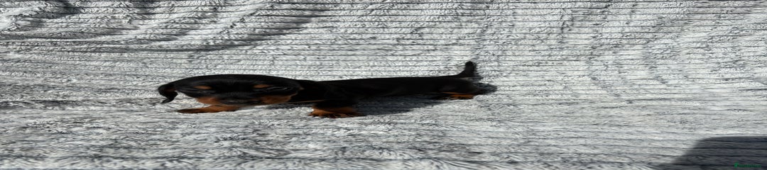 Dachshund Puppy 1