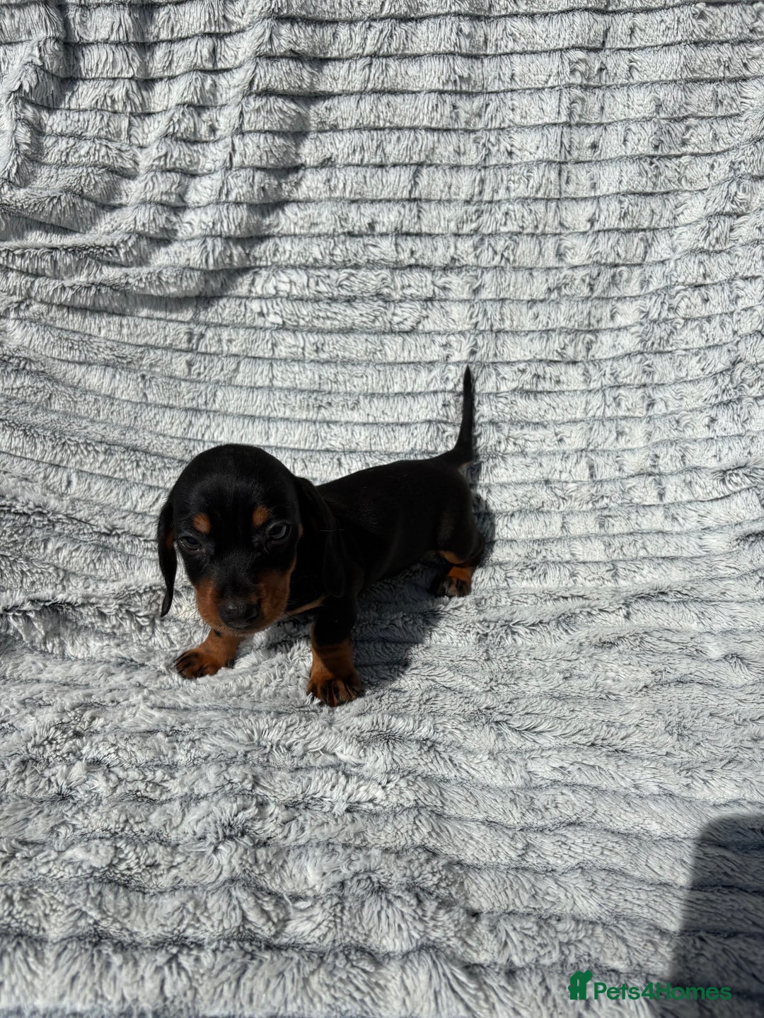 Dachshund dogs for sale: Dachshund puppies available for rehoming. - Image 4