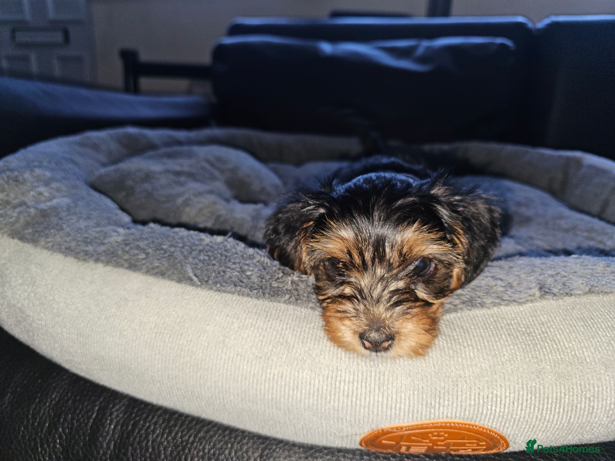 Yorkshire Terrier dogs 🐶 💖Lovely Yorkshire Terrier Puppies💖 🐶 - Advert 2