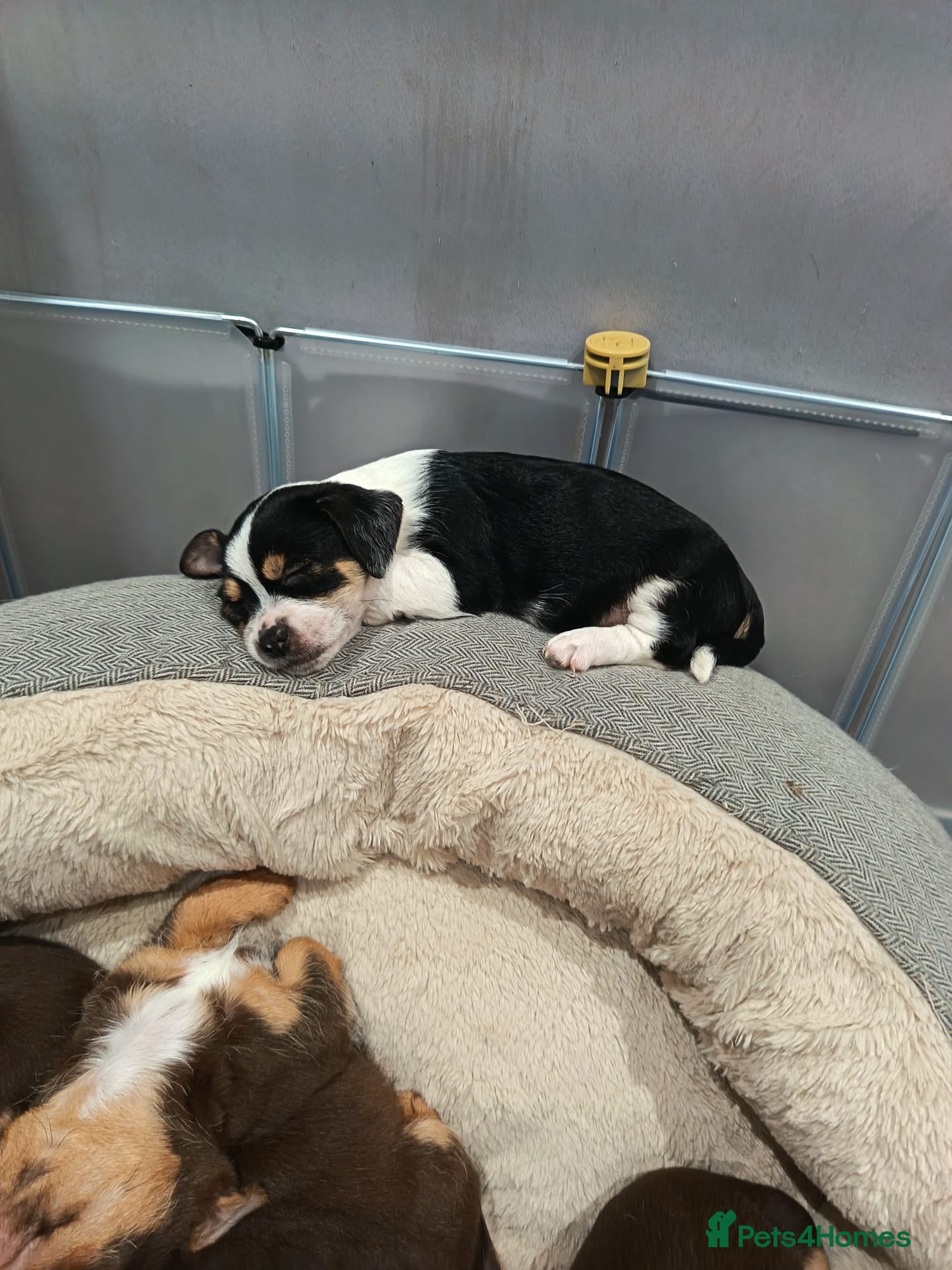 Chorkie dogs Beautiful litter of chorki's only 1 boy left  - Advert 13