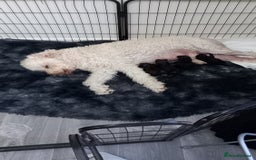 Labradoodle dogs for sale: Multigenrational labradoodle  - Image 11