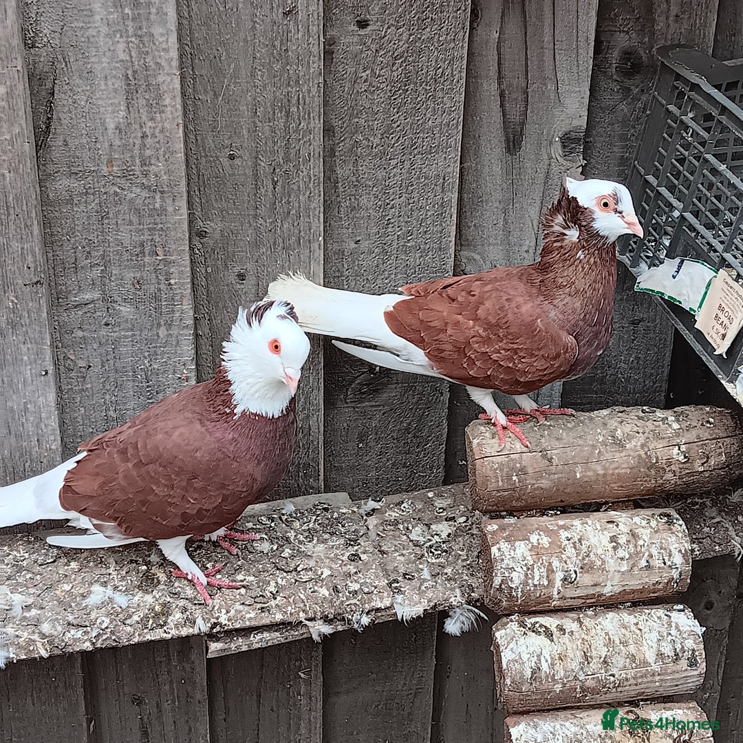 Pigeons birds for sale: Pigeons - Image 5