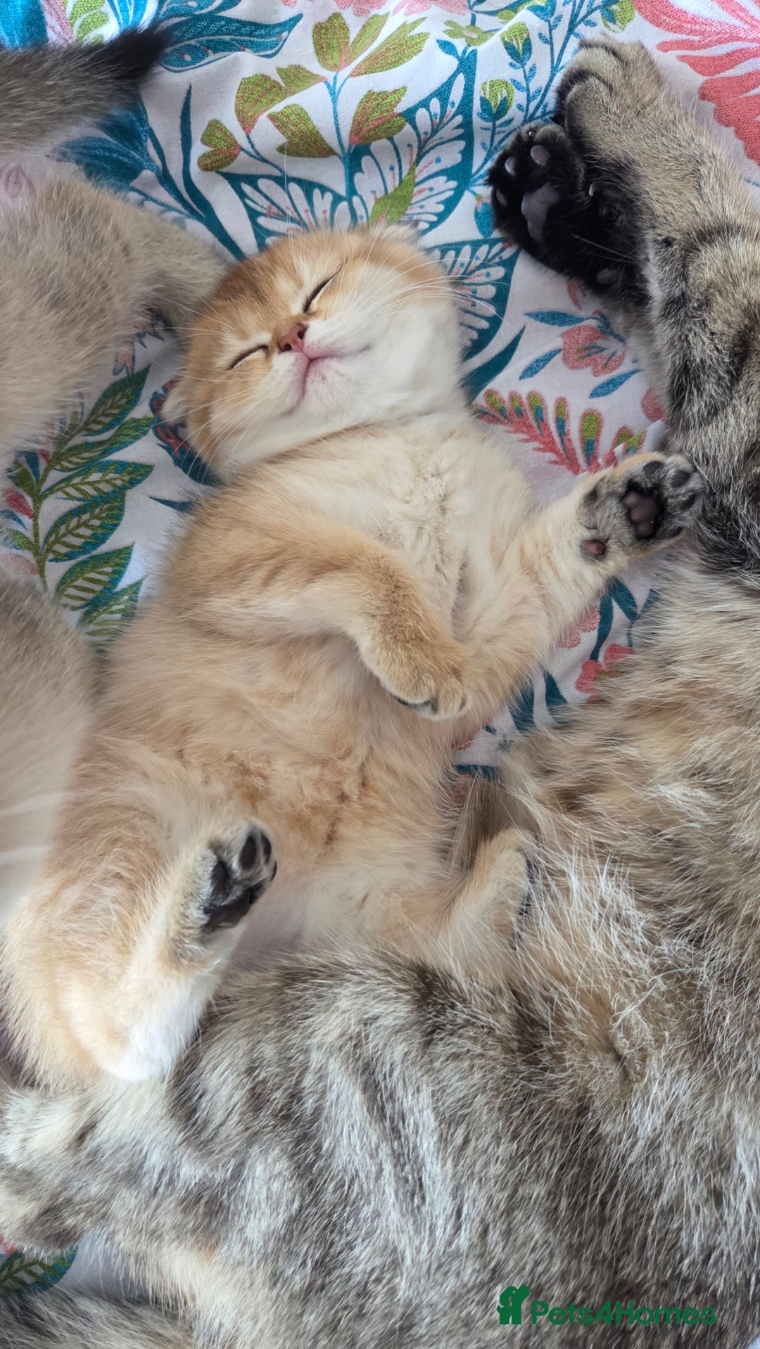 Scottish Fold cats for sale: Pure Scottish fold / straight kittens  - Image 31