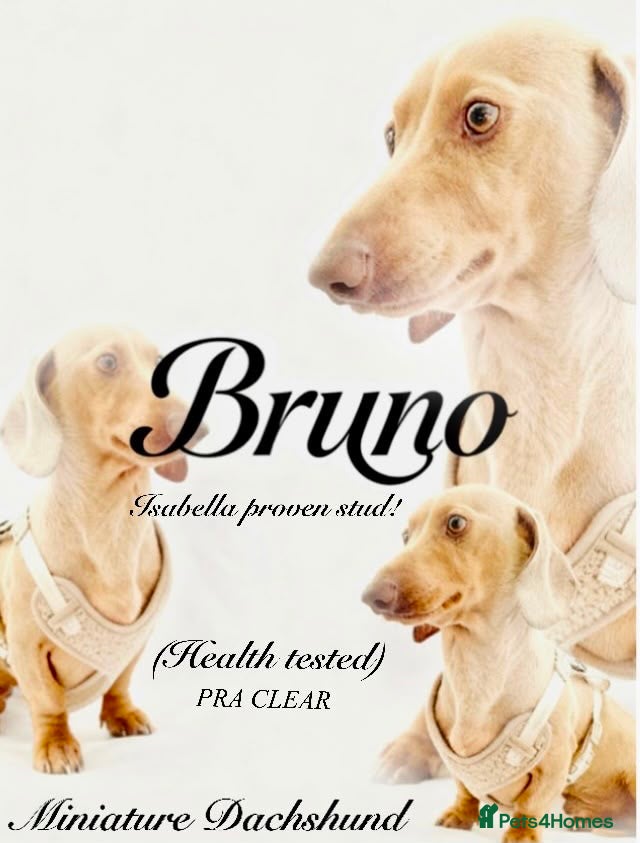 Miniature Dachshund dogs 🐾🤍PRA Clear, True Miniature dachshund puppies  - Advert 2