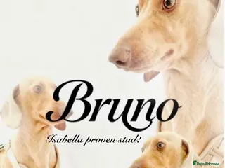 Miniature Dachshund dogs 🐾🤍 True Miniature dachshund puppies - Advert 3