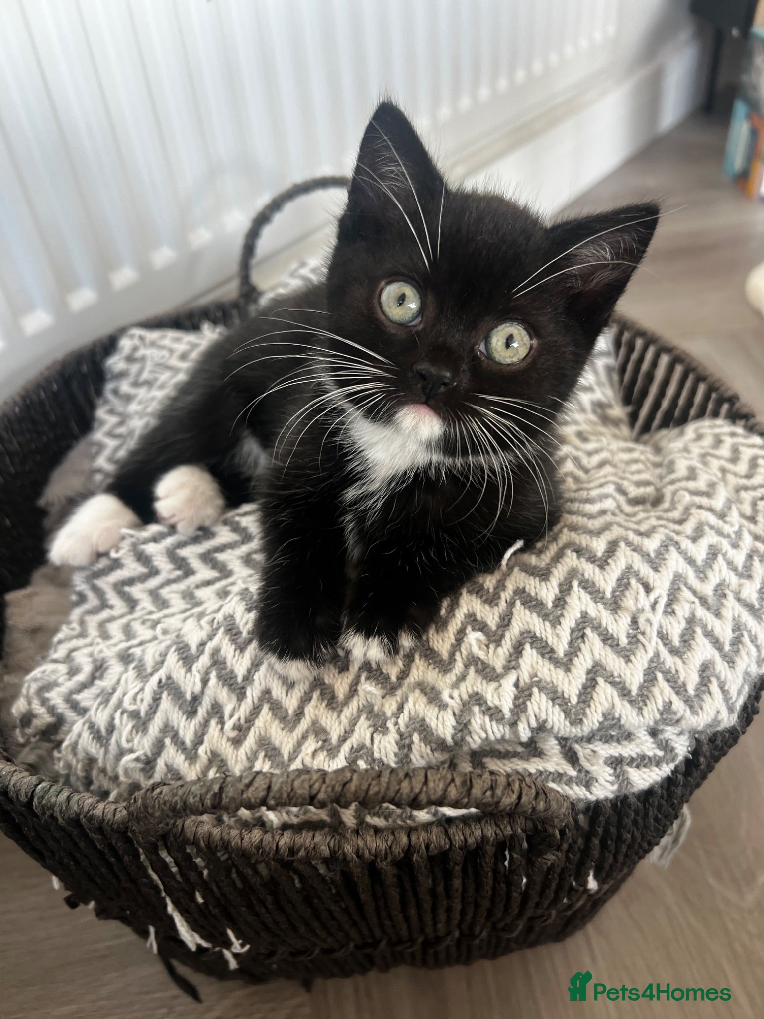 British Shorthair cats Black and White Kitten - Advert 14
