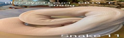 Python Snake reptiles for sale: Snakes for sale - Advert 13