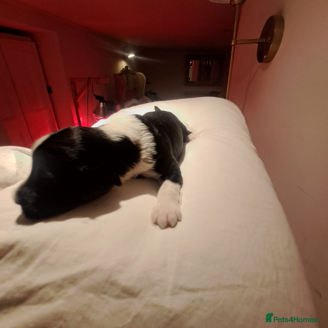 Portuguese Water Dog dogs for sale: Art Nouveau - Image 31