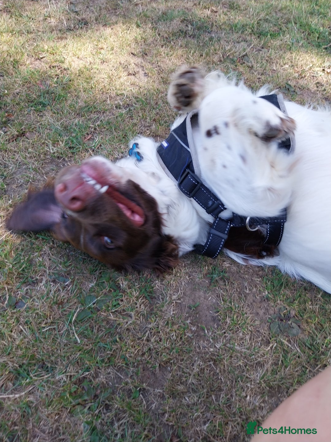 English Springer Spaniel dogs for sale: Male English Springer Spaniel - Image 2