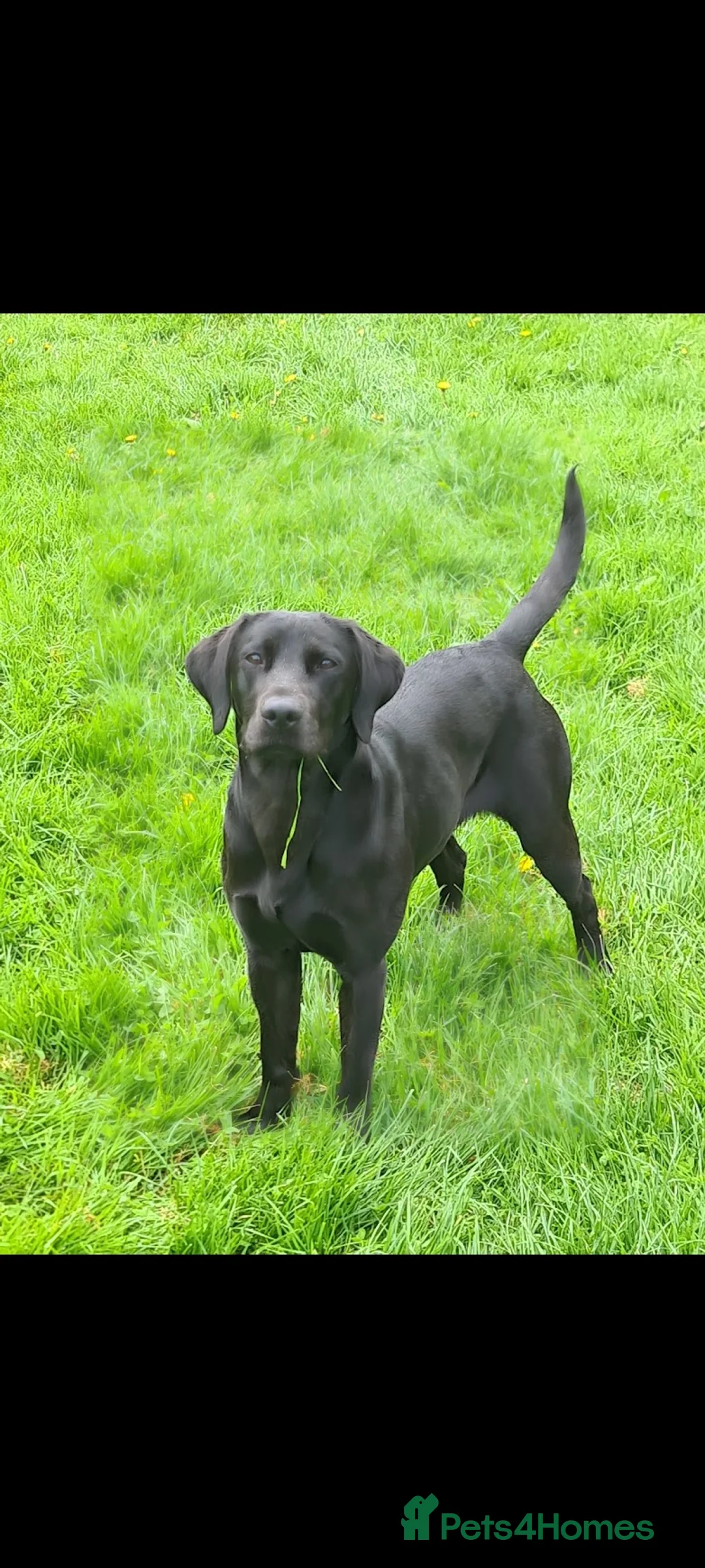 Labrador Retriever dogs for sale: Black/Fox Red Labrador Puppies - Advert 1