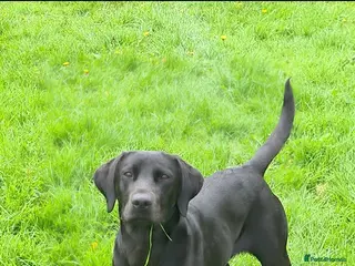 Labrador Retriever dogs Black/Fox Red Labrador Puppies - Advert 2