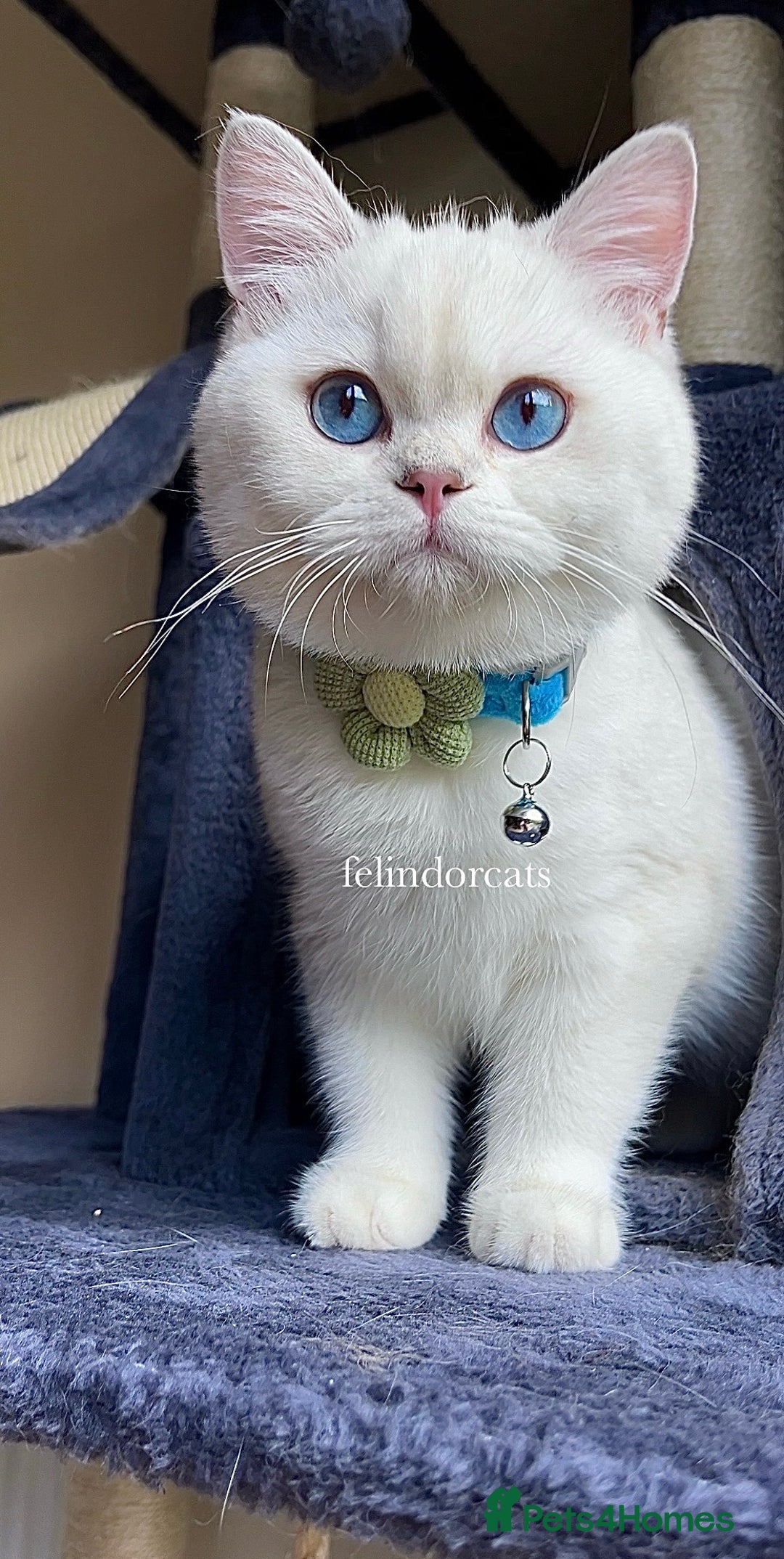 British Shorthair cats for sale: Very handsome British shorthair boy - Advert 2