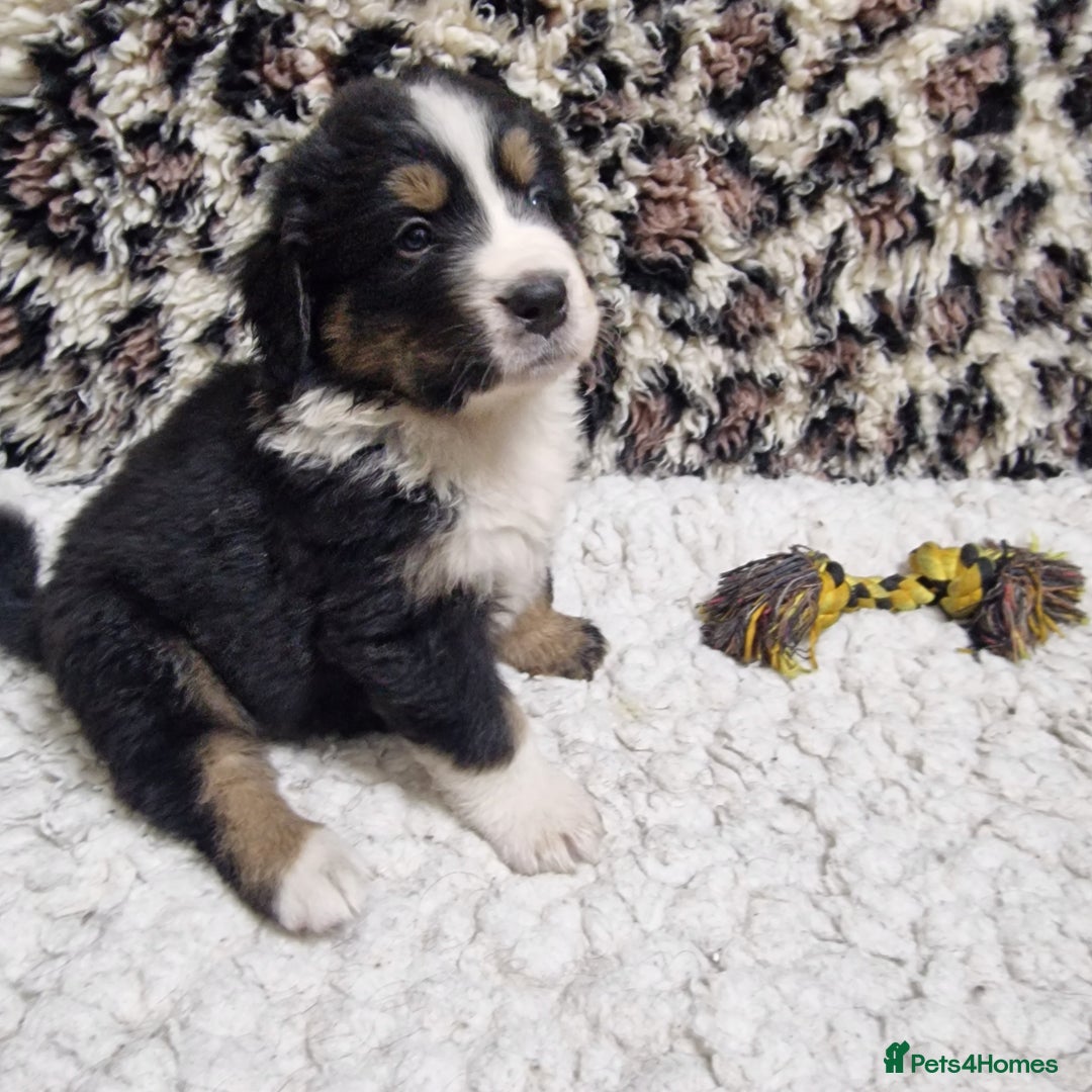 Mixed Breed dogs for sale: Bernewfie pups - Image 6
