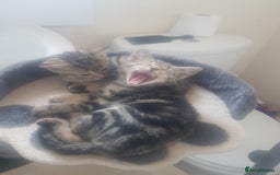 Mixed Breed cats for sale: Beautiful kittens - Image 9