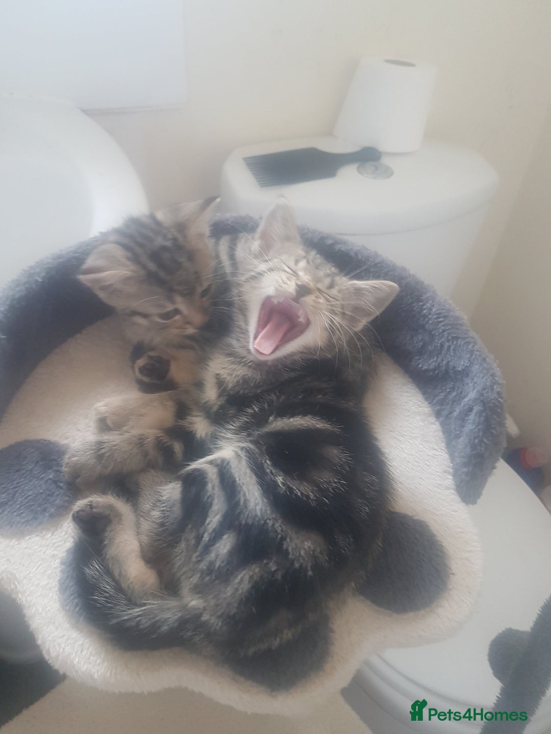 Mixed Breed cats for sale: Beautiful kittens - Image 9