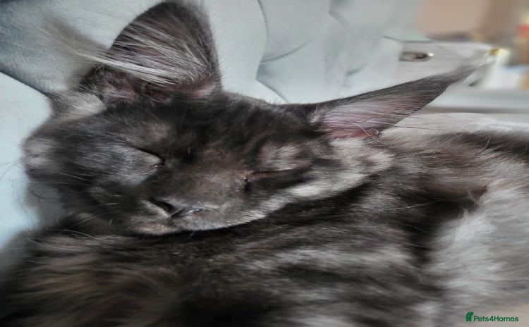 Maine Coon cats - Advert 1