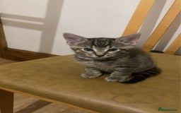 American Shorthair cats for sale: Adorable kittens for adoption - Image 3