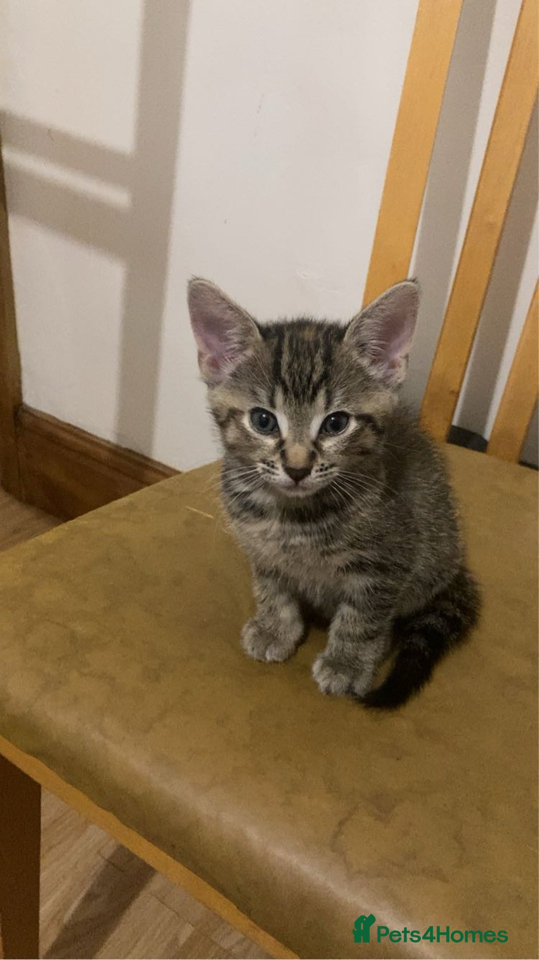American Shorthair cats for sale: Adorable kittens for adoption - Image 3