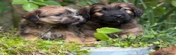 Mixed Breed dogs for sale: Exceptional Norfolk terrier x jrt pups ready now  - Advert 3