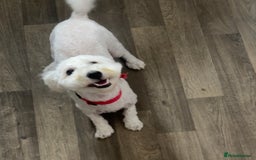 Poochon dogs for sale: Lovely sweet girl looking for her forever home - Image 1