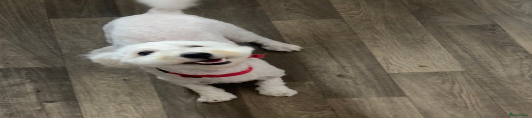 Poochon Puppy 1