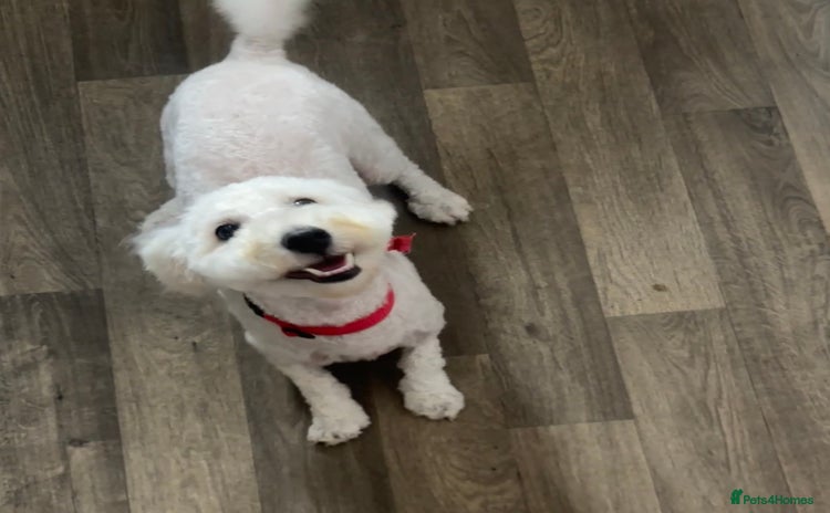 Poochon dogs - Advert 2