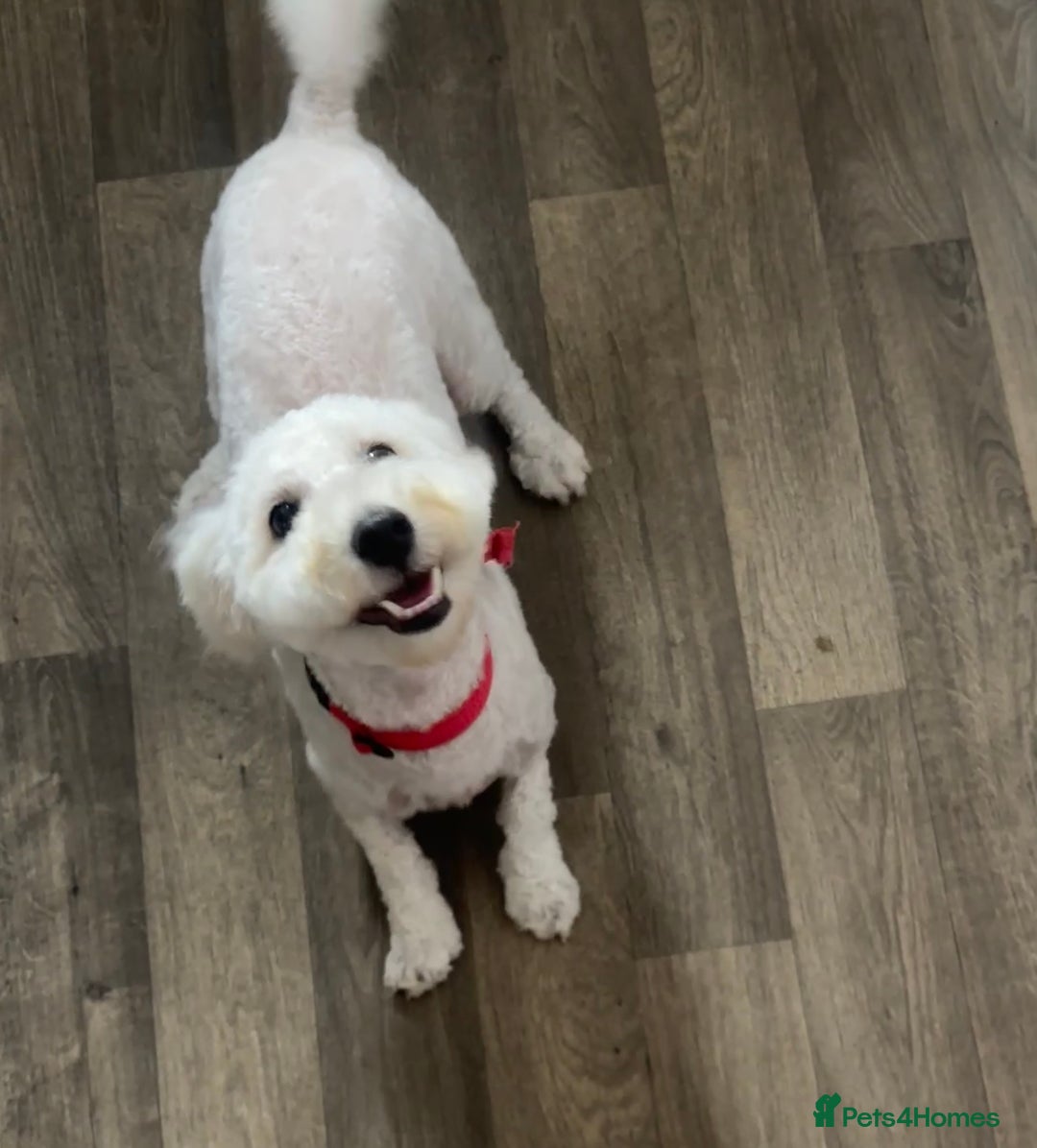 Poochon dogs for sale: Lovely sweet girl looking for her forever home - Image 1