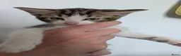 Mixed Breed cats for sale: Kittens for sale - Advert 13