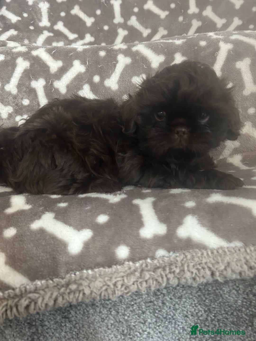 Shih Tzu dogs for sale: KC Imperial Dark non fade Chocolate Boy Available - Image 3