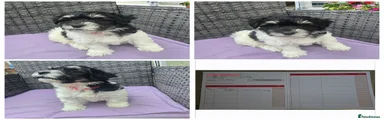 Havanese 7