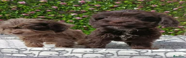 Cockapoo Puppy 5