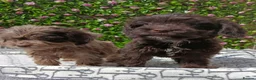 Cockapoo dogs for sale: FULLY VAX F1 COCKERPOOS H TESTED PARENTS  - Advert 16