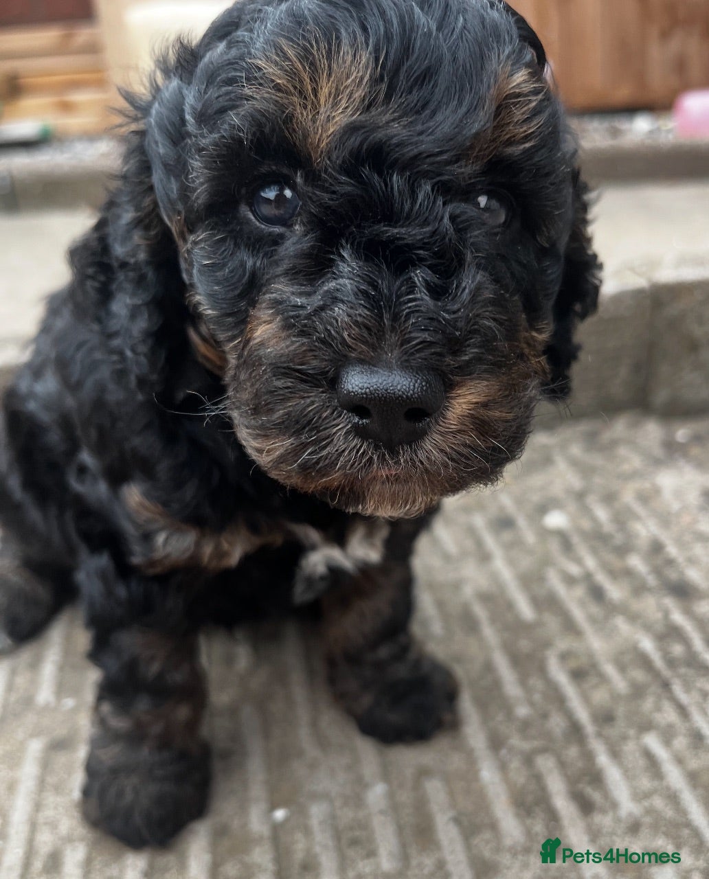 Cockapoo dogs Tri cockpoo - Advert 1