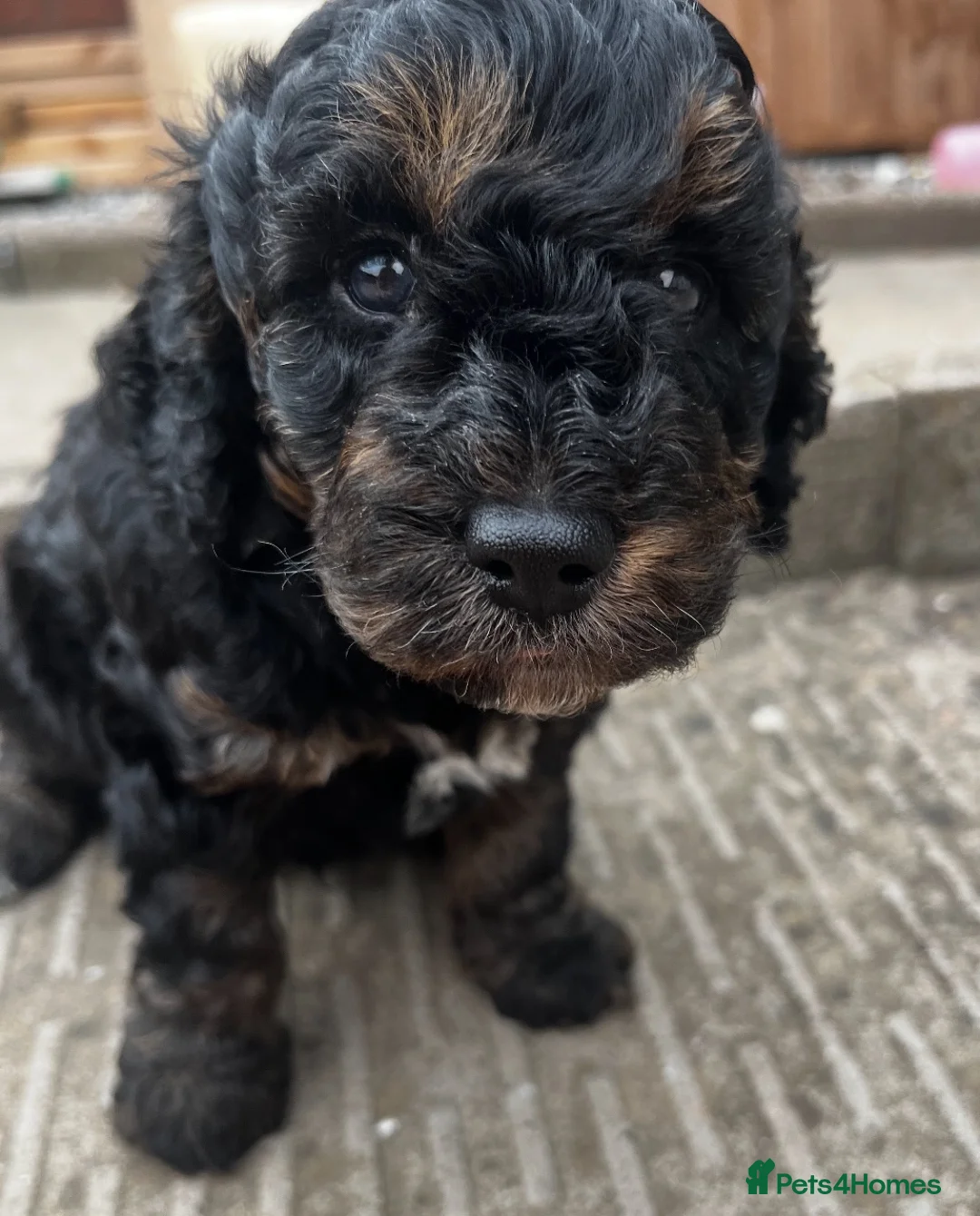 Cockapoo dogs for sale: Tri cockpoo in Birmingham - Advert 1