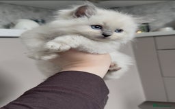 Ragdoll cats for sale: Blue Point Ragdoll Kittens!  - Advert 17