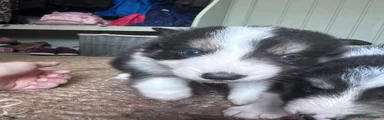 Border Collie 3