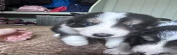 Border Collie dogs for sale: Border Collie Puppies - Advert 3
