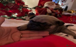 Pug dogs for sale: Pug puppies - Advert 13