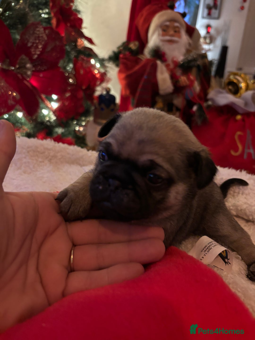 Pug dogs for sale: Pug puppies - Advert 13