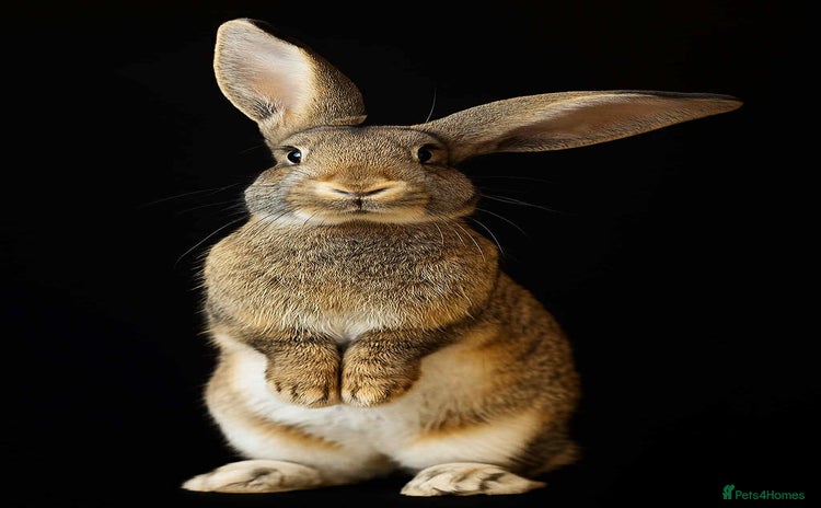 Flemish rabbits - Advert 1